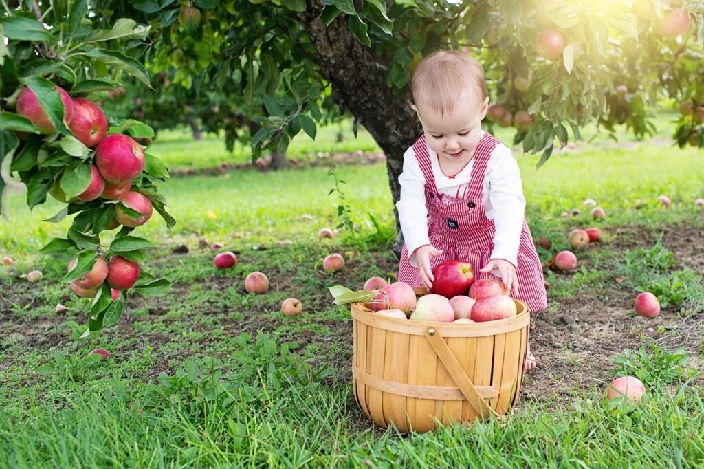 apples, apple orchard, little girl, apple picking, fall, autumn, harvest, toddler, baby, infant, caucasian, apple picking, apple picking, apple picking, apple picking, apple picking